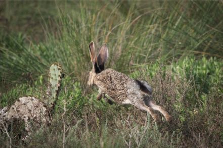 Jack Rabbit