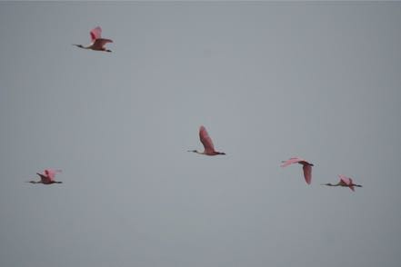 Roseate Spoonbills