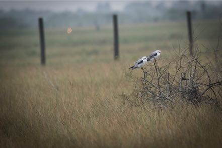 White-Tailed Kites