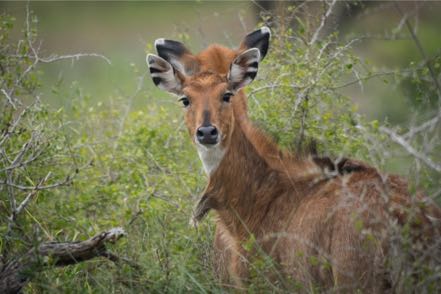 Young Nilgai