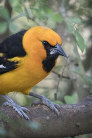 Altamira Oriole