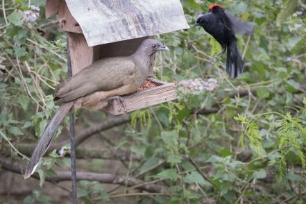 Busy at the Feeder
