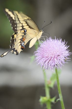 Butterfly on Thistle