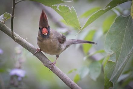 Female Cardinal