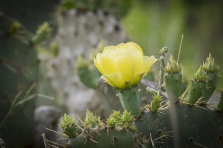 Flowering Prickly Pear