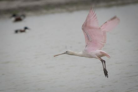 Flying Spoonbill