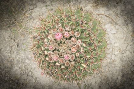 Horse Crippler