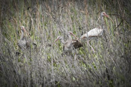 Immature White Ibis