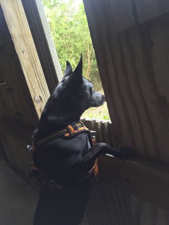 Jack in Photo Blind
