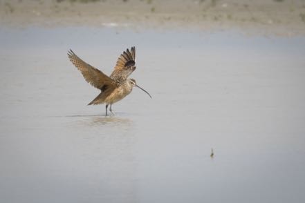 Long-Billed Curlew