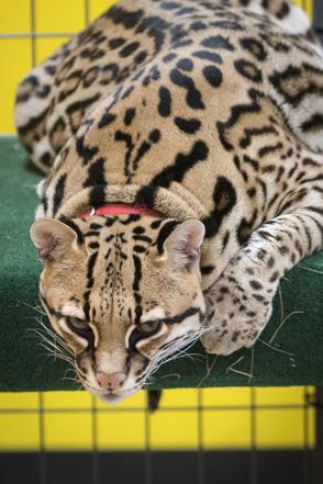 Ocelot