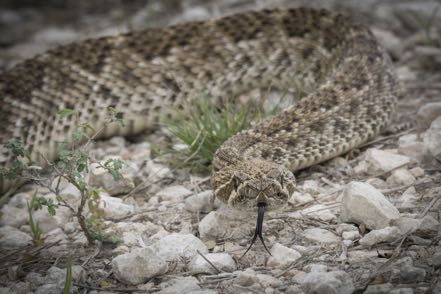 Rattler