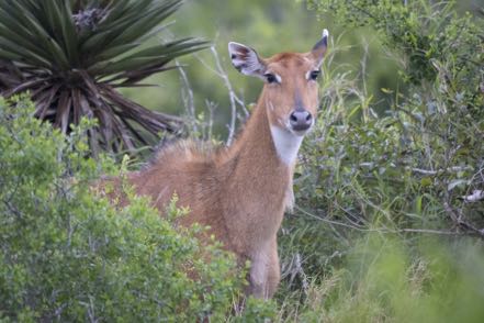 Sweet Nilgai