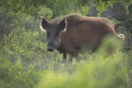Wild Pig