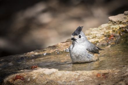 Black-Crested Titmouse