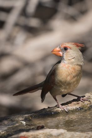 Female Cardinal