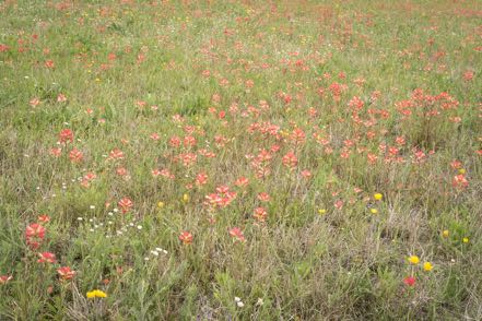 Field of Wildflowers