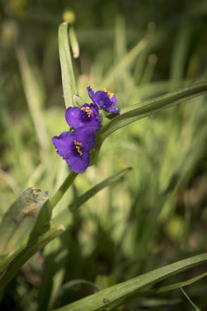 Purple Flower