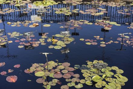 Waterlillies