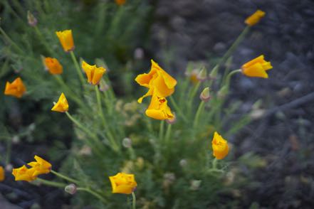 Yellow Flowers