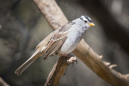 White-Crowned Sparrow