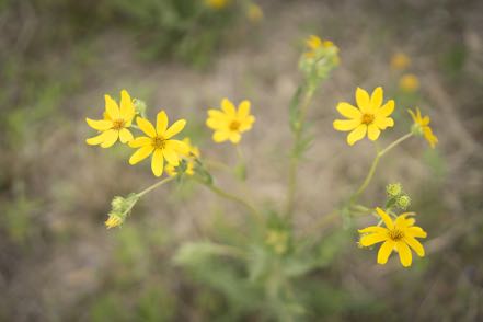 Yellow Flower