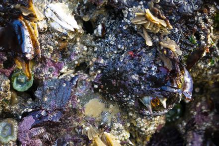 Basket-Top Tube Worm