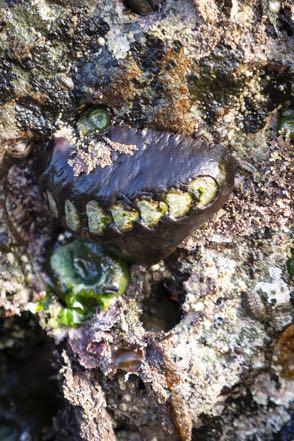 Black Katys Chiton