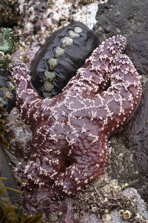 Chiton and Star