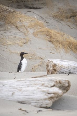 Common Murre
