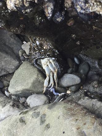 Crab for Lunch