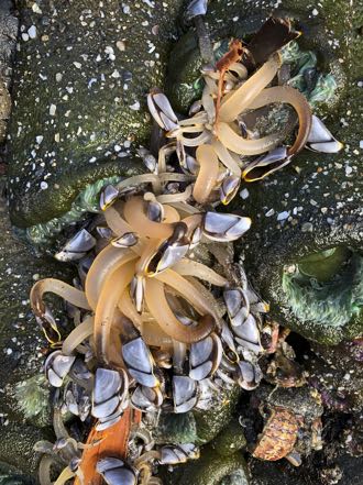 Jan Pelagic Gooseneck Barnacle