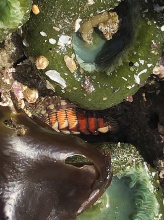 Merten's Chiton