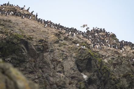 Murres Colony