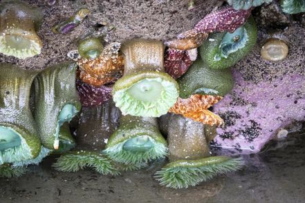 Pretty Tide Pool