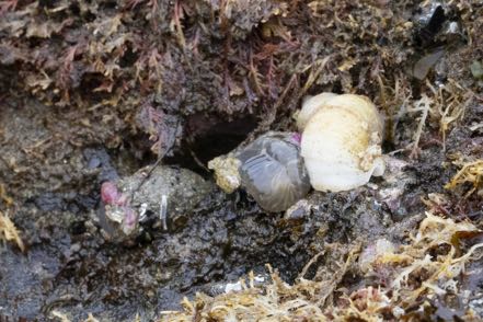 Red-Beaded Anemone