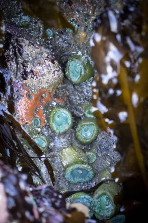 Red Encrusting Sponge