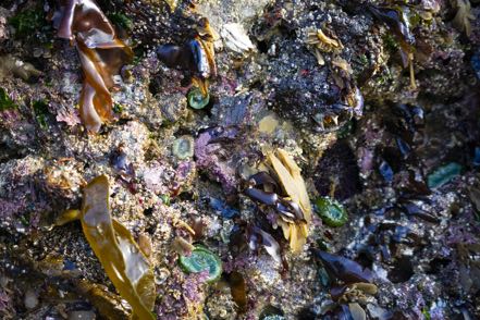Tide Pool IV