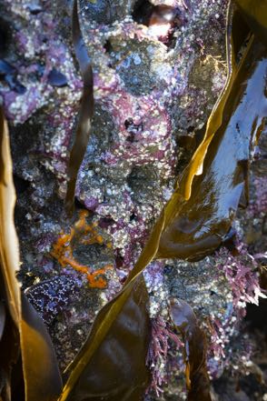 Tide Pool Scene