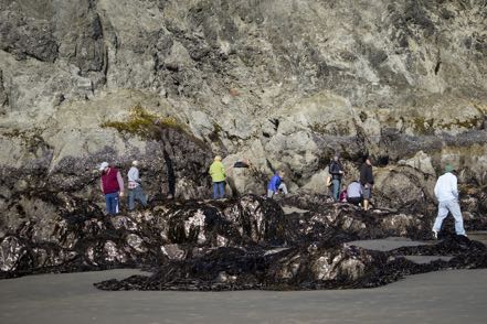 Tide Poolers