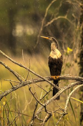 Anhinga in the Rain