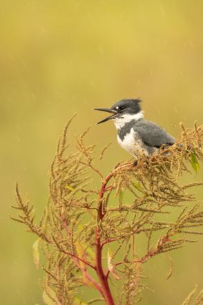 Belted Kingfisher 3