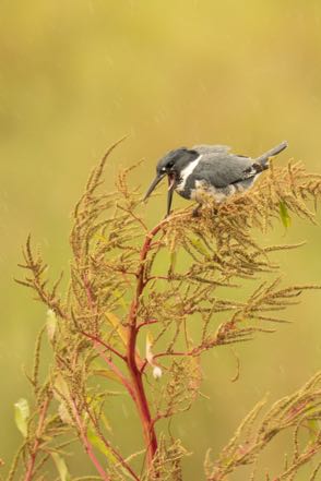Belted Kingfisher 4
