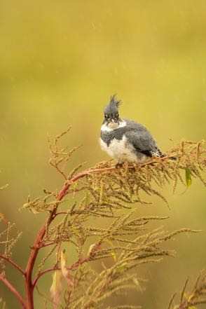 Belted Kingfisher 5
