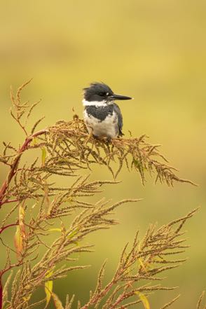 Belted Kingfisher