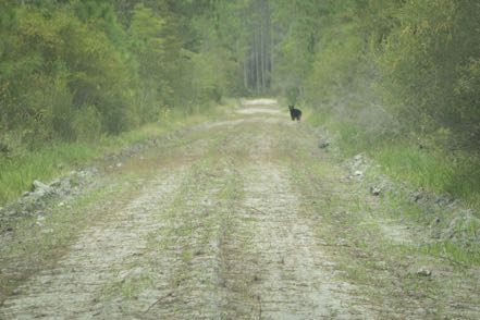 Black Bear
