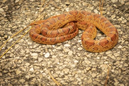 Corn Snake