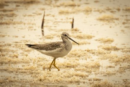 Greater Yellow Legs