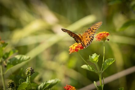 Gulf Fritillary Butterfly