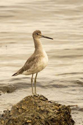 Juvenile Eastern Willet